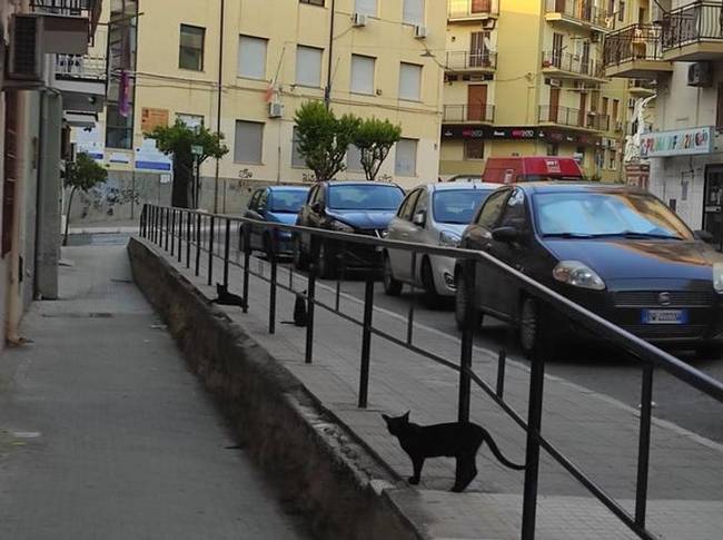 „Ez a három ugyanolyan macska egy kicsit megijesztett."