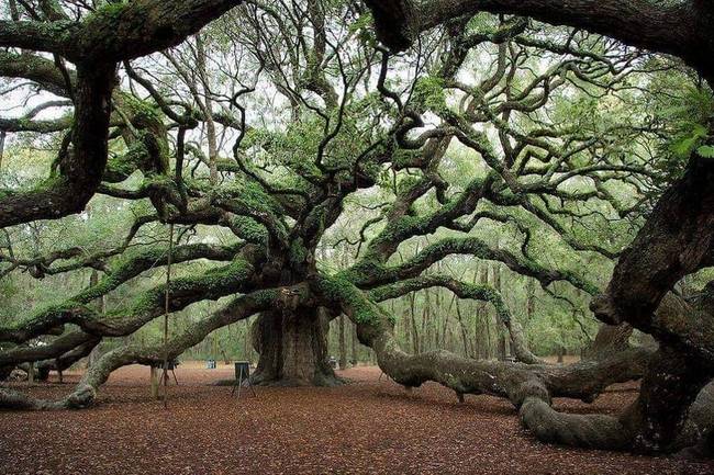 Ez a dél-karolinai tölgyfa (angel oak) közel 500 éves.