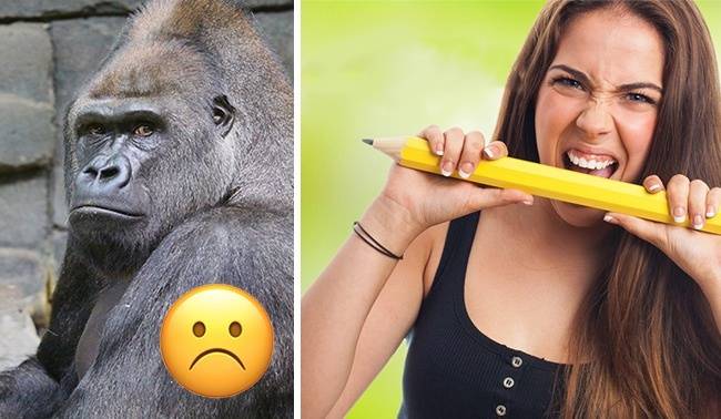 AZ EMBERI HARAPÁS AKÁR 50%-AL IS ERŐSEBB, MINT EGY GORILLA HARAPÁSA.