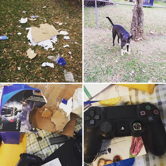 „Rendeltem egy PlayStation 4-et az interneten. A futár srác bedobta a kertembe a szakadó esőben a három kutyám közé."