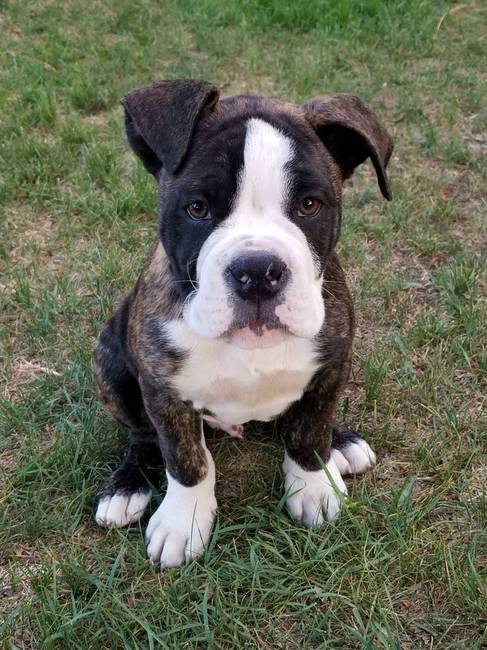 „Ő itt az én kincsem, Tank. Amerikai bulldog és boxer keverék."