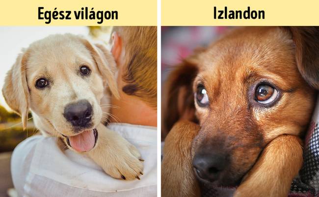 Izlandon 60 évig tilos volt kutyákat tartani.