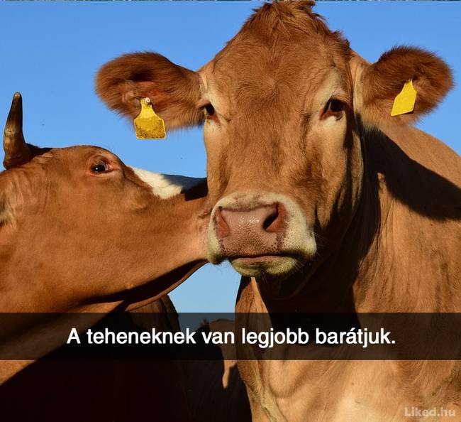 20+ örömteli tény, ami után teljesen más szemmel nézel majd a világra