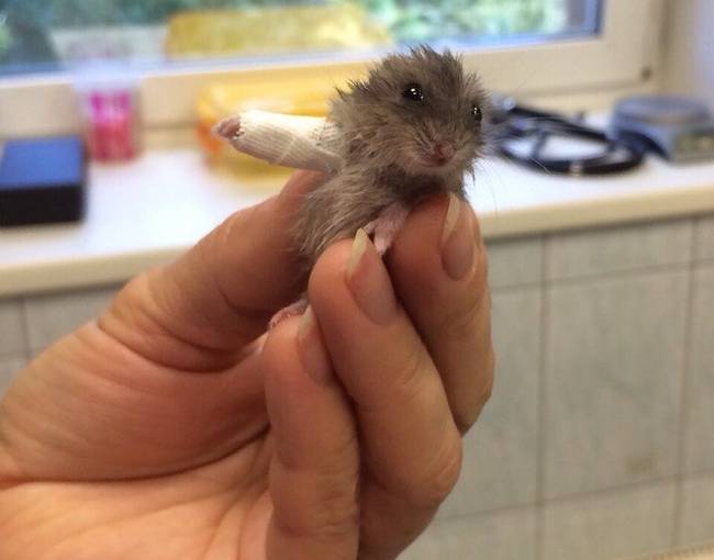 Ennek a hörcsögnek eltört a keze. De meggyógyították!