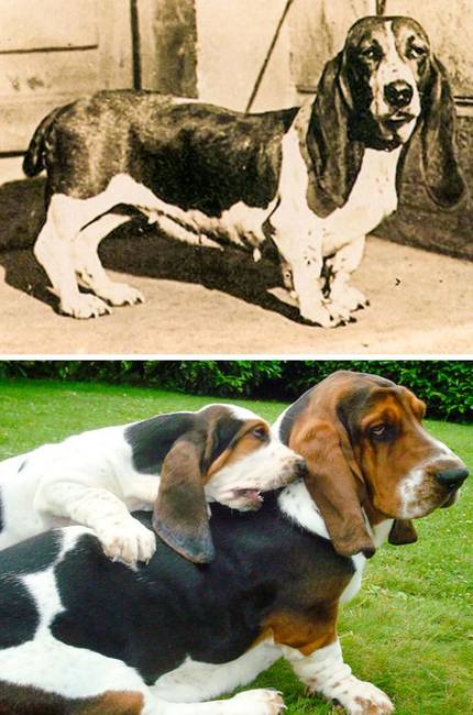 Basset hound
