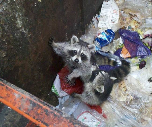 „Szemétszállító vagyok, és minden nap ilyen kíváncsi mosómedvéket kell kimentenem munka közben."