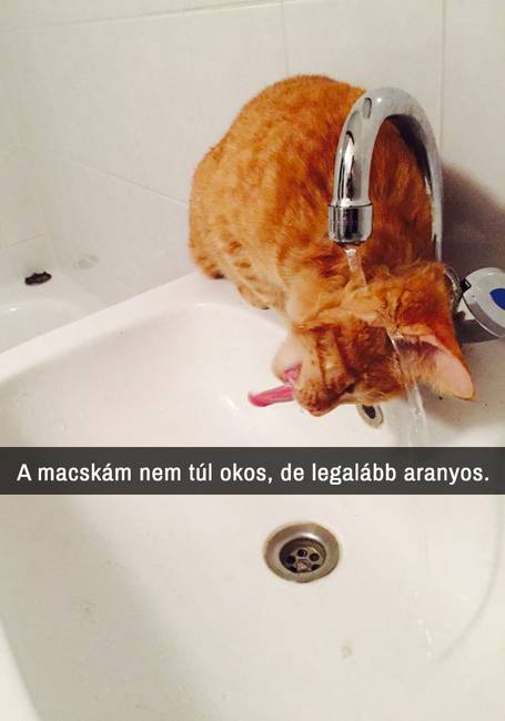 21 macskás Snapchat-üzenet, amit nem lehet kibírni nevetés nélkül