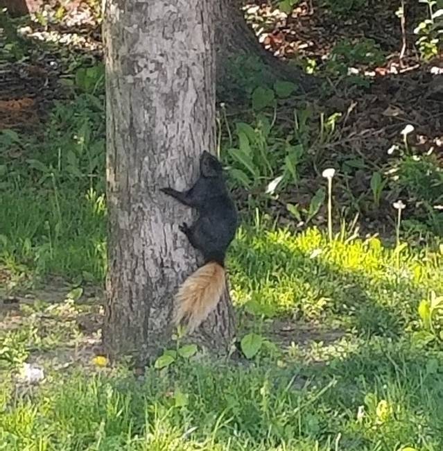 „Ma láttam egy fekete mókust barna farokkal."