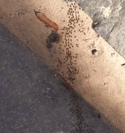 A két oldalt álló hangyák jelzik a többieknek, hogy merre kell menni.