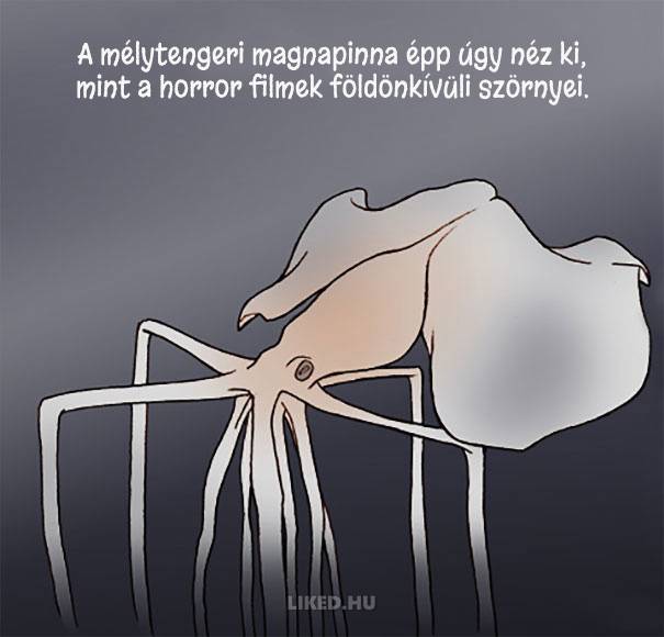 20 őrült tény az állatokról, amit nem tanítottak meg nekünk az iskolában