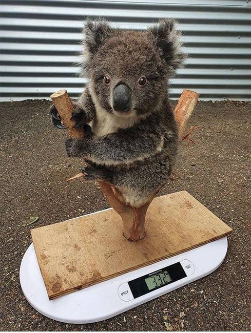 A koalák súlyának lemérésének folyamata végtelenül aranyos.
