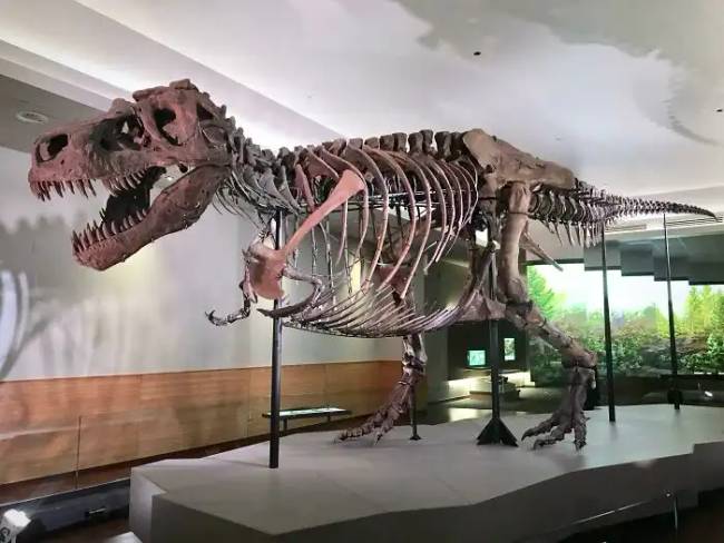 Dinoszauruszok történelem régészet 014