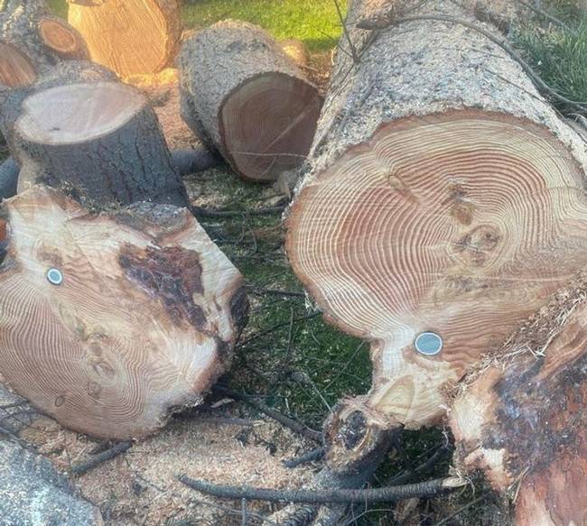 „Kivágtam egy fát egy golfpályán, és találtam benne egy golflabdát."