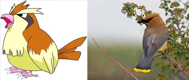 Pidgey | Cédruscsonttollú madár