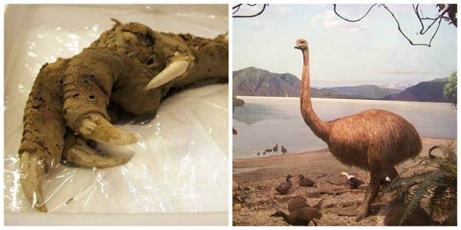 A Mount Owen-i Moa.