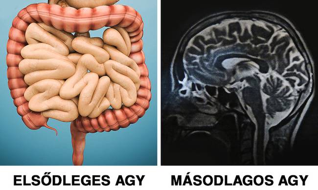 Elsődleges vs másodlagos agy