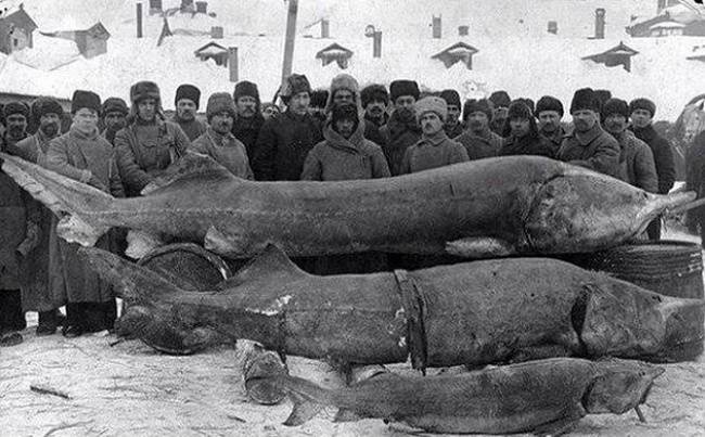 Szovjet halászok és az ő elképesztő méretű zsákmányaik, 1924-ből.