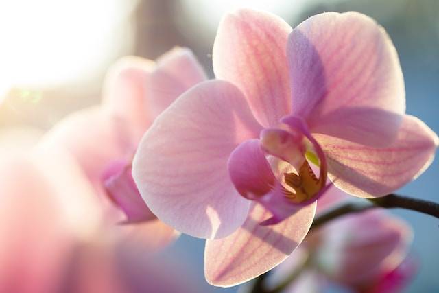 fabien bellanger Ec5Mnutjmg0 unsplash