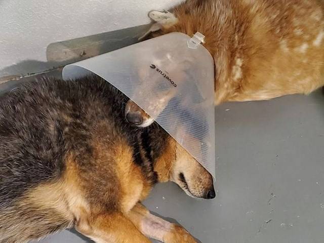 Mindenkinek szüksége lenne egy ilyen barátra.
