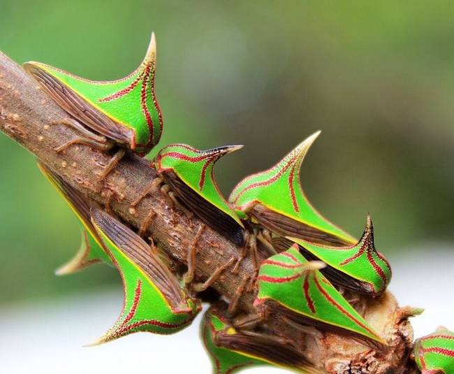 Mit gondolsz: ezek virágok vagy gombák? Egyik sem. Ezek az umbonia spinosa névre hallgató rovarok.