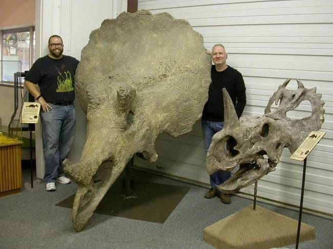 Egy Triceratops és egy Centrosaurus koponyájának a mérete, felnőtt emberek méretéhez képest.