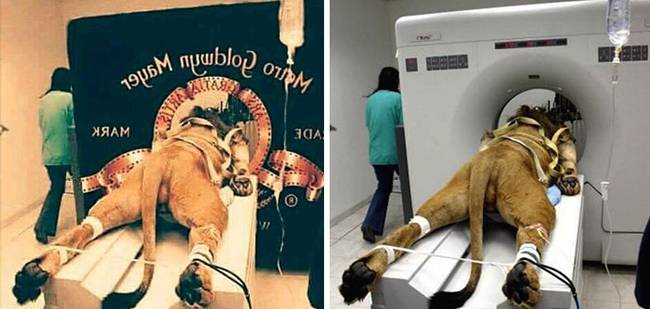 A Metro-Goldwyn-Mayer logójának készítése.