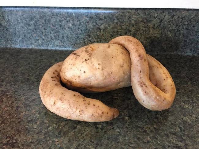 „Ez a kertünkben termett burgonya olyan, mint valami műalkotás."