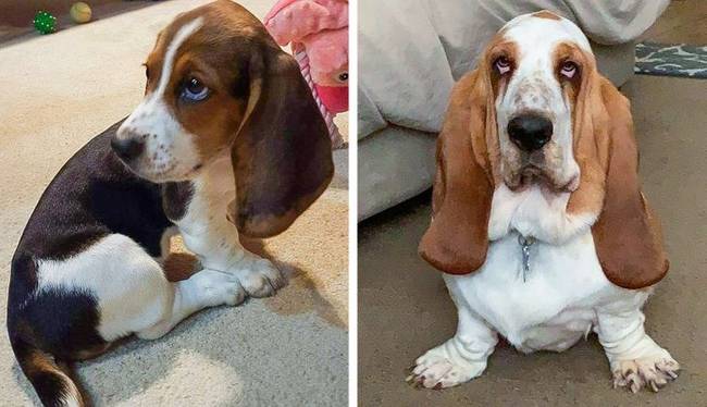 Basset hound