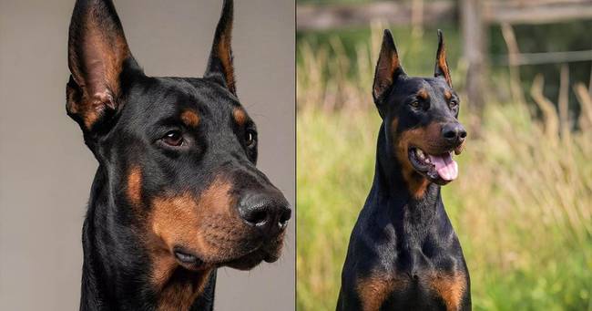Miért hagyta abba a rendőrség a dobermannok alkalmazását: Mi a baj a fajtával?