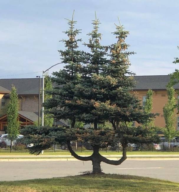 Három különböző fa, ami mégis egy törzsön nő.
