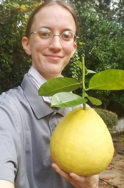 Ezt a fajta hatalmas citromos "panderosa citromnak" hívják, és valójában a pomelo és a citrom hibridje.