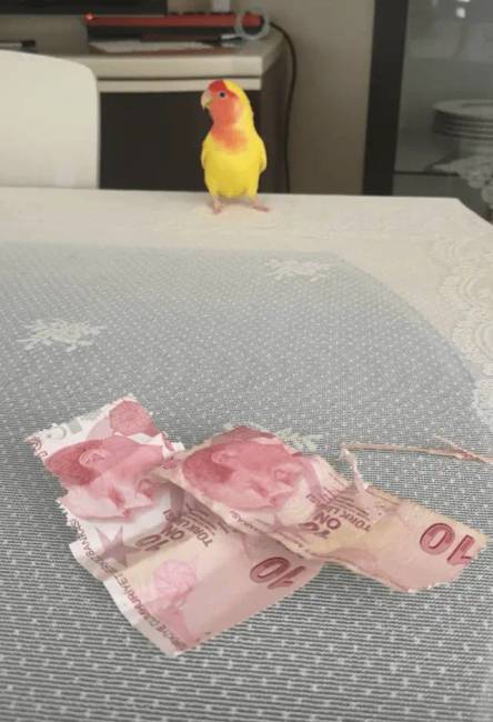 Cuki állatok 046