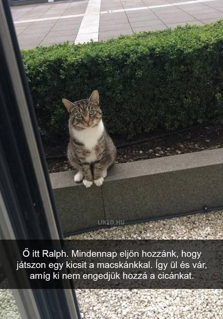 20 röhejes macskás Snapchat-üzenet, ami még a legpocsékabb napot is felvillanyozza