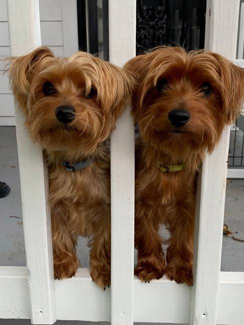 Yorkshire terrier