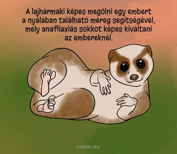 20 őrült tény az állatokról, amit nem tanítottak meg nekünk az iskolában