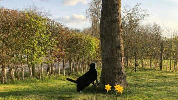 Palmerston-t, a brit külügyminisztérium hivatalos egerészőjét nyugdíjba küldték. A macska most abban a faluban él, ahol a kedvenc fája található.