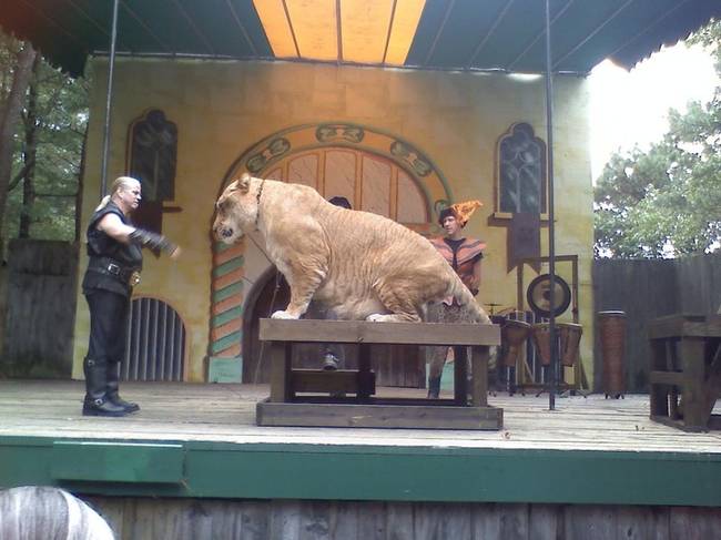 A liger az oroszlán és a tigris hibridje, nem mellesleg pedig a legnagyobb macska a világon.
