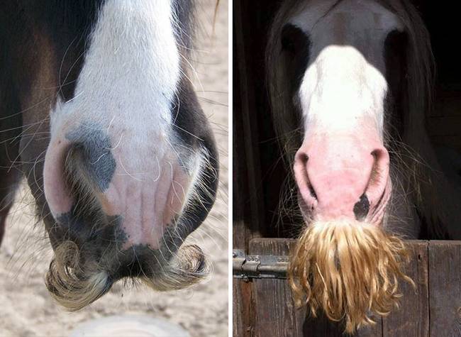 A Gypsy Vanner vagy más néven Tinker póni egy olyan lófajta, ami bajuszt növesztett.