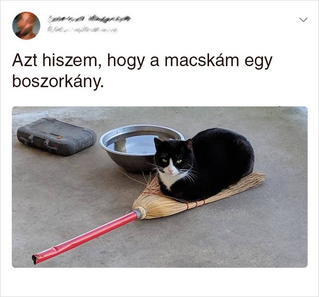 20 Tweet, ami bizonyítja, hogy a macskák mellett sosem lehet unatkozni