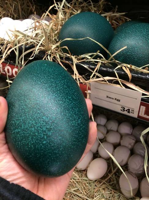 Emu tojások egy szupermarketben.