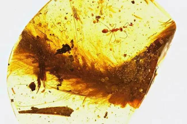 Dinoszauruszok történelem régészet 015