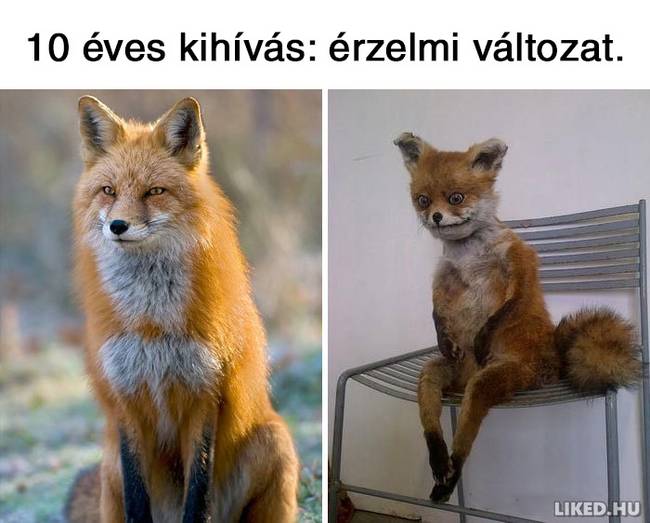 Beindult a mémgyár: íme a legviccesebb 10 éves kihívással kapcsolatos mémek