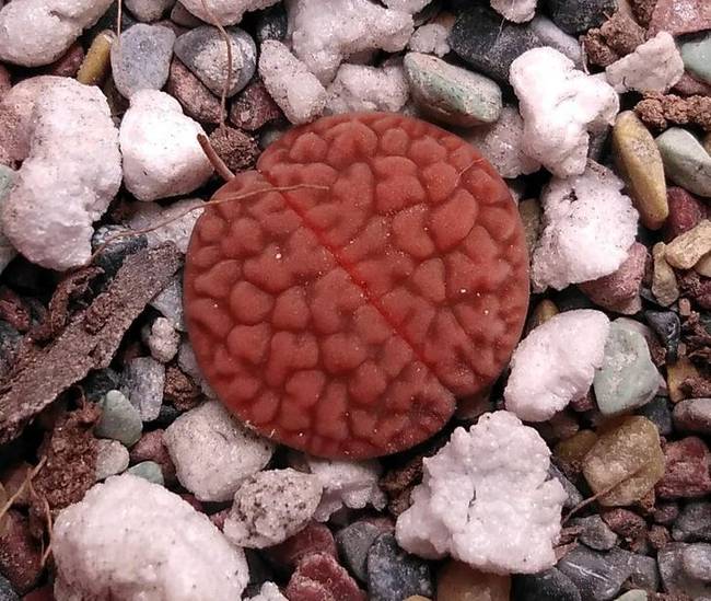 „A növényem levelei úgy néznek ki, mint az apró agyak."