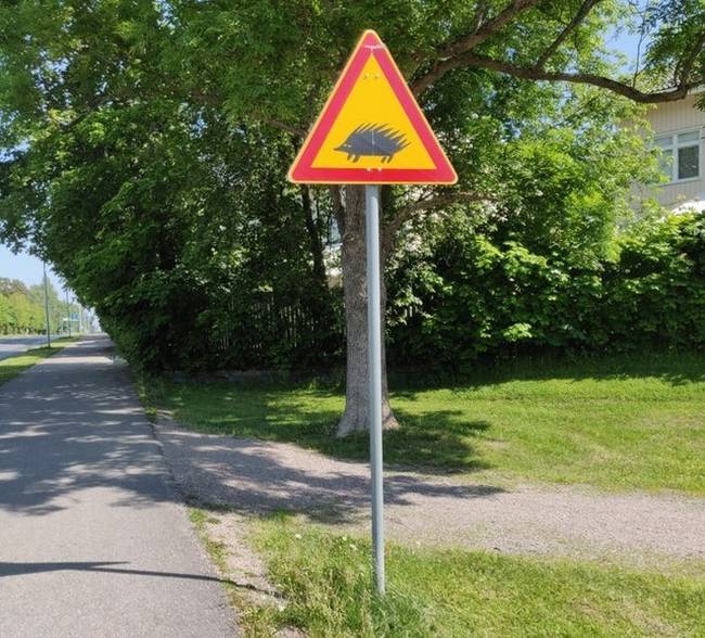 Finnország déli részén olyan sok sündisznó él, hogy külön tábla figyelmeztet rájuk.