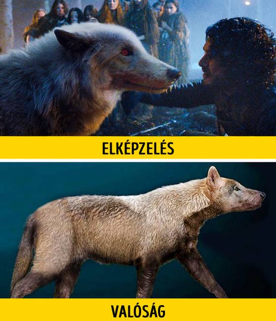 Direwolf - óriásfarkasok