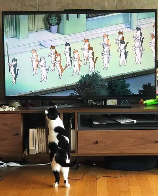 A macskákat is leköti a tévé, csak nem mindegy, hogy mi megy benne.