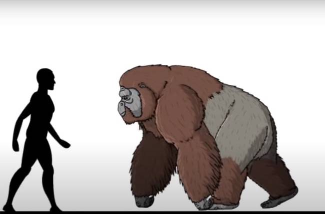 A Gigantopithecus-ok két lábra állva akár a 3 métert is elérhették!