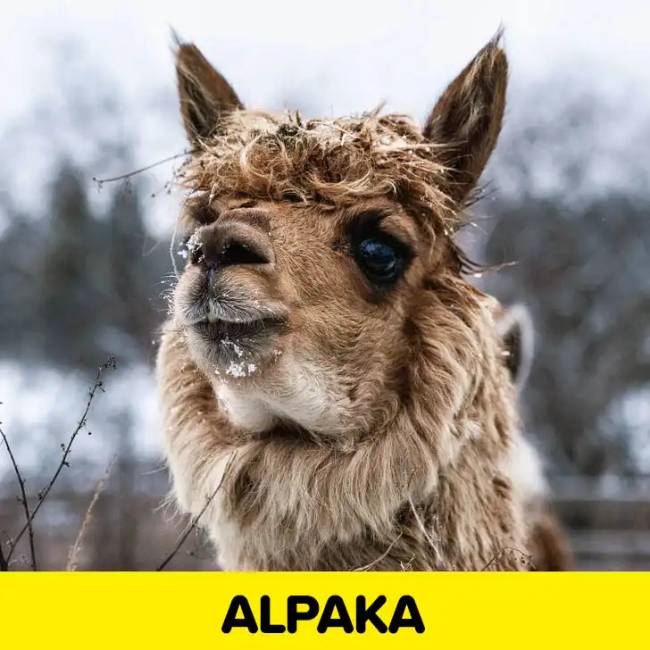 Állatok orra 034