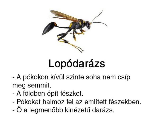 Valaki útmutatót készített a 'sárga csíkos izékhez', és ezt alighanem neked is látnod kell