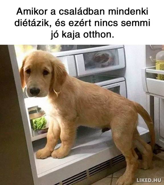 21 fogyókúrázással kapcsolatos mém, ami többet mond minden szónál